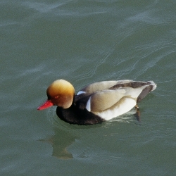Ente Ente